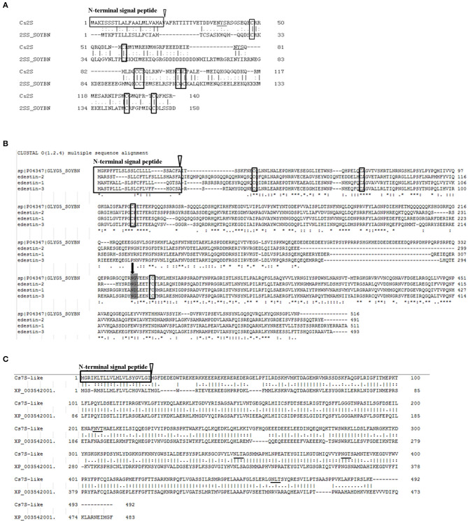 Alignment results of the coding sequences. (A) Alignment result for Cs2S and soybean 2S albumin. (B) Alignment results for the three Edestins and soybean 11S globulin. Broken lines were introduced to maximize similarity. Asterisks indicate identical amino acids. (C) Alignment result of Cs7S and soybean 7S vicilin-like protein (XP_003542001). The cleavage site of signal peptide is indicated by open triangle, while the conserved cysteine residues are boxed. The black arrows indicate cleavage site for splitting these polypeptides into an acidic subunit and a basic subunit. The underlines indicate the predicted glycosylation sites.