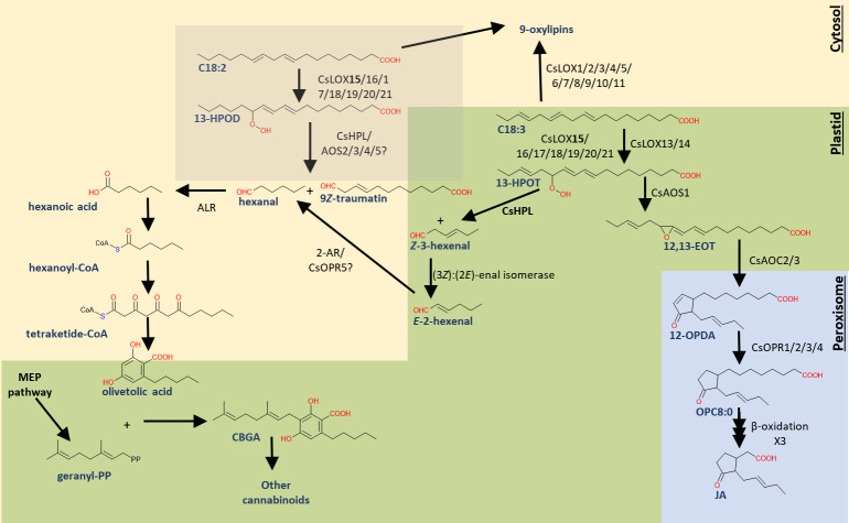 Working model of C. sativa oxylipin biosynthetic enzyme isoforms and pathways involved in cannabinoid, GLV, and JA biosynthesis.Abbreviations: [enzymes]: allene oxide cyclase (AOC), allene oxide synthase (AOS), 2-alkynal reductase (2-AR), hydroperoxide lyase (HPL), lipoxygenase (LOX), methylerythritol 4-phosphate pathway (MEP), 12-oxo-phytodienoic reductase (OPR); [metabolites]: (9Z, 11E, 13S, 15Z)-12,13-epoxy-9,11,15-octadecatrienoic acid (12,13-EOT), (9Z, 11E, 13S)-13-hydroperoxy-9,11-octadecadienoic acid (13-HPOD), (9Z, 11E, 13S, 15Z)-13-hydroperoxy-9,11,15-octadecatrienoic acid (13-HPOT), cannabigerolic acid (CBGA), linoleic acid (C18:2), α-linolenic acid (C18:3), jasmonic acid (JA), 12-oxo-phytodienoic acid (12-OPDA), 3-oxo-2-(2′[Z]-pentenyl)-cyclopentane-1-octanoic acid (OPC8:0). The gray box indicates uncertainty in subcellular localization.