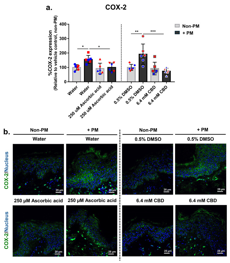 CBD suppresses PM-induced COX-2 expression in human ex vivo skin explants. Full-thickness human skin explants from two donors (ages 59 and 63 years; n = 6 tissues per group; 3 tissues per donor) were treated for 48 h with 6.4 mM CBD, 250 µM ascorbic acid, water, or 0.5% DMSO, with or without topical PM exposure (0.54 mg/cm2). (a) Quantification of COX-2 protein expression in skin tissues by immunofluorescence staining, expressed as % COX-2 expression relative to the non-PM vehicle control; (b) Representative immunofluorescence images from donor 1 showing COX-2 (green) and nuclei (blue). Scale bars = 25 µm. Each dot in (a) represents an individual explant; dot colors indicate donor origin (Red = donor 1 [59 years], Blue = donor 2 [63 years]). Gray bars represent non-PM groups; black bars indicate PM-exposed groups. Data are shown as mean ± SD. Asterisks indicate significance: * p < 0.05, ** p < 0.01, *** p < 0.001 (one-way ANOVA with Bonferroni’s post hoc test).