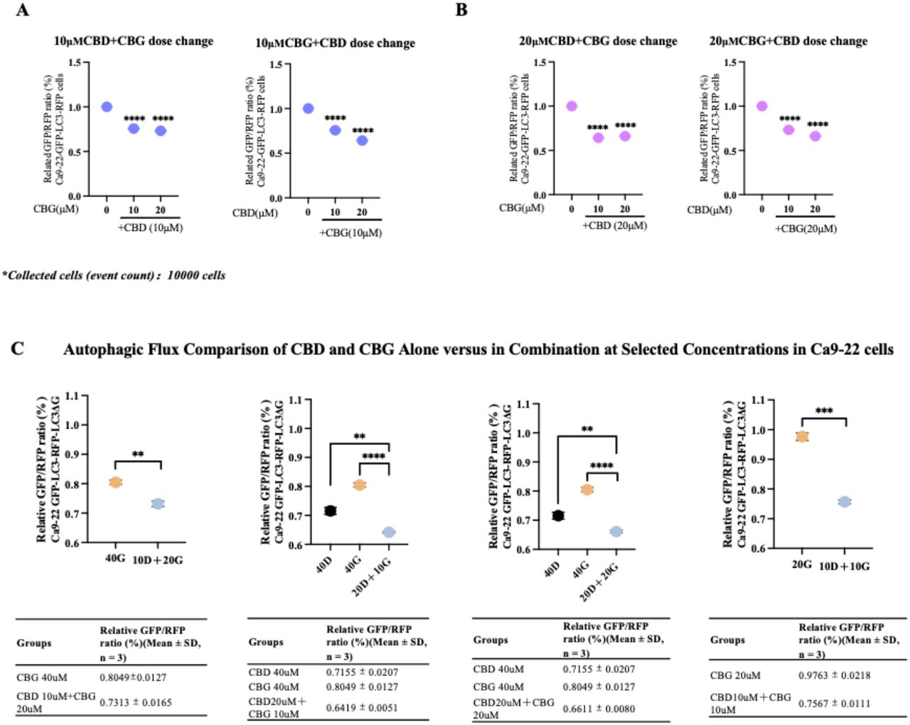Dose-dependent effects of CBD and CBG combinations on autophagy in Ca9-22 GFP-LC3-RFP cells. Certain concentrations of CBD or CBG alone did not significantly induce autophagy, whereas specific combinations of CBD and CBG resulted in greater autophagic flux than higher doses of either compound alone.(A) Autophagic flux in cells treated with 10 µM CBD or CBG combined with a dose-adjusted counterpart.(B) Autophagic flux in cells treated with 20 µM CBD or CBG combined with a dose-adjusted counterpart.(C) Comparison of autophagic flux between low-dose CBD–CBG combinations and high-dose individual treatments.Autophagic flux is normalized to the respective DMSO control. Data represent the mean ± SD of three biological replicates. Statistical analysis was performed using one-way ANOVA. P values are indicated as follows: n.s. = P > 0.05; *P ≤ 0.05; **P ≤ 0.01; ***P ≤ 0.001; ****P ≤ 0.0001.