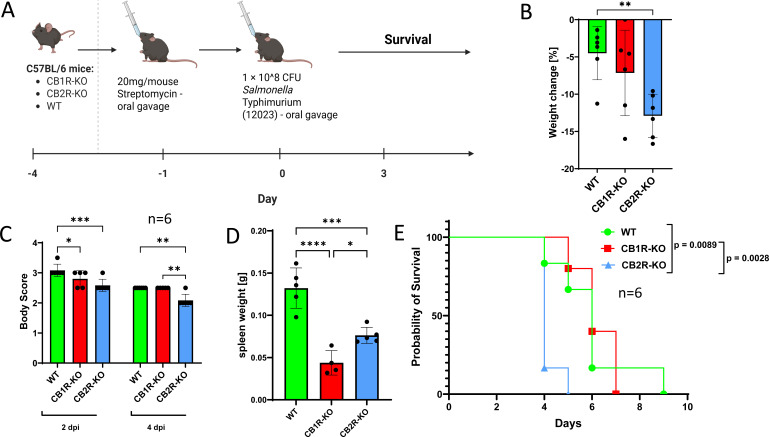 Multi-panel figure showing Salmonella infection experiment in mice. Results compare WT, CB1R-KO, CB2R-KO responses: weight loss, body condition scores, spleen weights, and survival curves. CB2R-KO mice show the poorest outcomes across all measures.