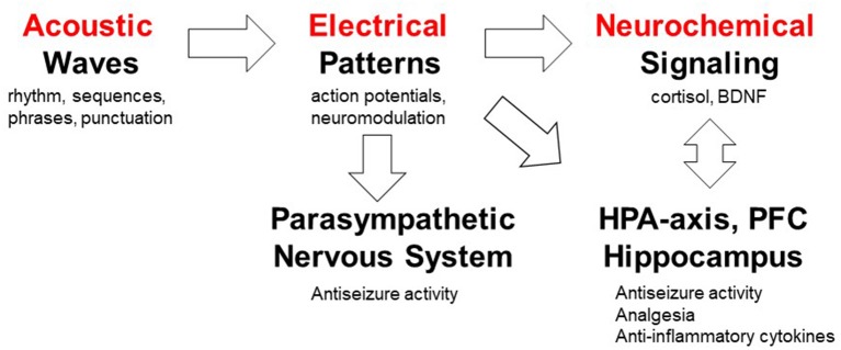 Working model of mechanisms by which musical compositions can exert their analgesic and anticonvulsant activities. This model serves as a platform for testing a number of specific hypotheses; not addressed in the present investigation. The auditory system processes acoustic waves with specific rhythm, sequences, phrases and punctuation which generate action potentials in the nervous system. The role of specific musical structures (rhythm and pitch) in K.448 was studied in rodents and humans (85), whereas high periodicity was proposed to account for the antiseizure effects (73). Musical tempo modulate emotions (113) which can in turn affect pain processing (114, 115). Exposure to K.448 was shown to activate the parasympathetic nervous system (33). Music was shown to modulate the hypothalamic-pituitary-adrenal (HPA) axis, decrease stress hormone cortisol and increase expression of BDNF in the hippocampus (44, 57, 85, 94, 95, 103). The roles of prefrontal cortex (PFC) in pain processing (116) and music processing (97) have been studied. Further studies are required to test mechanism(s) of action of music-enhanced analgesia and antiseizure activities.