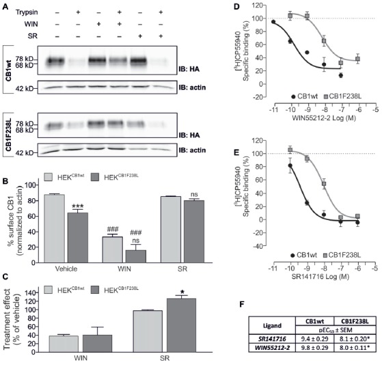 Effect of WIN-55212-2 and SR141716 on surface expression of HA-CB1F238L compared to HA-CB1wt. (A) HEK293 cells stably expressing HA-CB1wt or HA-CB1F238L were treated either with vehicle, 100 nM WIN-55212-2 or 100 nM SR141716 for 45 min. Surface expression was analyzed by a trypsin protection assay. (B) Strong internalization after WIN-55212-2 treatment was observed for both receptors. SR141716 treatment rescued surface expression of CB1F238L receptor back to wild-type levels. Surface HA-CB1 was calculated and expressed as percent of total HA-CB1 as described in “Materials and Methods” section. (Two way ANOVA and Bonferroni’s post hoc test. Data are presented as the mean ± SEM of n = 4 independent experiments. ***p < 0.001; n.s., p > 0.05 vs. wild-type; ###p < 0.001 vs. vehicle). (C) The effect of SR141716 on surface expression is significantly increased for CB1F238L receptor (Student’s t-test between genotypes. Data are presented as the mean ± SEM of n = 4 independent experiments. *p < 0.05). Competition binding experiments with radiolabeled CB1 receptor agonist [3H]CP55940 showed that the F238L mutation causes a decrease in the affinity of CB1 receptor (D) for the agonist WIN55212-2 and (E) for the inverse agonist SR141716. (F) In competition binding experiments with [3H]CP-55940 the CB1F238L receptor showed significantly reduced affinity for WIN-55212-2 as well as for SR141716. (Student’s t-test of pEC50. Data are presented as the mean ± SEM of n = 3–8 independent experiments. *p < 0.05).
