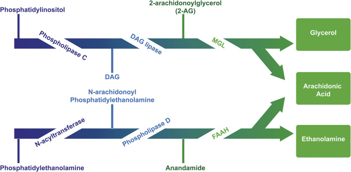 Major pathway for the synthesis and degradation of the endocannabinoids AEA and 2AG. AEA is mainly synthesized from membrane lipids “on demand.” AEA synthesis includes the transfer of arachidonic acid from 1-arachidonoyl-phosphatidylcholine (PC) to phosphatidylethanolamine (PE) catalyzed by N-acyltransferase (NAT), thus generating the AEA precursor, N-arachidonoylphosphatidylethanolamine (NAPE) subsequently cleaved by NAPE-specific phospholipase D (NAPE-PLD) releasing AEA and phosphatidic acid (PA). The precursor N-acyl-phosphatidylethanolamine can also be hydrolyzed by phospholipase A2 and the product, N-acyl-lysophosphatidylethanolamine, is then metabolized by liso-PLD, forming several N-acylethanolamines, and among them AEA. There are other relevant biosynthetic pathways for anandamide, such as the α/β-hydrolase domain 4, glycerophosphodiesterase 1, PLC and protein tyrosine phosphatase non-receptor type 22 (Maccarrone, 2017) (not shown). The 2-AG is synthesized from the diacylglycerol hydrolysis (DAG) by a selective lipase DAG for the sn-1 position. DAG can be directly converted into 2-AG through the action of two Ca2+-sensitive sn-2-selective DAG lipases, i.e. DAGL-α and DAGL-β. On the other hand, DAG can be generated from the hydrolysis of either phosphoinositides (PI), catalyzed by a PI selective phospholipase C (PI-PLC), or phosphatidic acid (PA), catalyzed by a phosphohydrolase PA. Two different pathways can degrade eCBs: hydrolysis and oxidation (Robbe et al., 2001). Enzymes which catalyze the first pathway include fatty acid amide hydrolase (FAAH) for anandamide and monoacylglycerol lipase (MGL) for 2-AG. The second route involves the enzymes cyclooxygenase (COX) and lipoxygenase (LOX), which induce the oxidation of the arachidonic fraction of endocannabinoids.