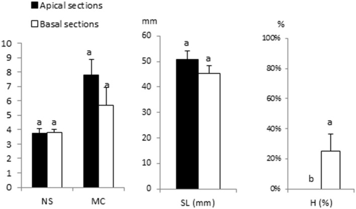 Proliferation of apical vs. basal sections of Beatriz genotype cultured in RITA® vessels in β-A medium supplemented with 2-μM metatopoline. Explants (8 per vessel) were immersed for 1 min every 8 h. The data were recorded after 4 weeks of culture. The values represent the mean ± standard error. For each variable, different letters indicate significant differences at p < 0.05. NS, number of shoots per explant; MC, multiplication coefficient; SL, length of the longest shoot (mm); H, percentage of hyperhydric shoots.