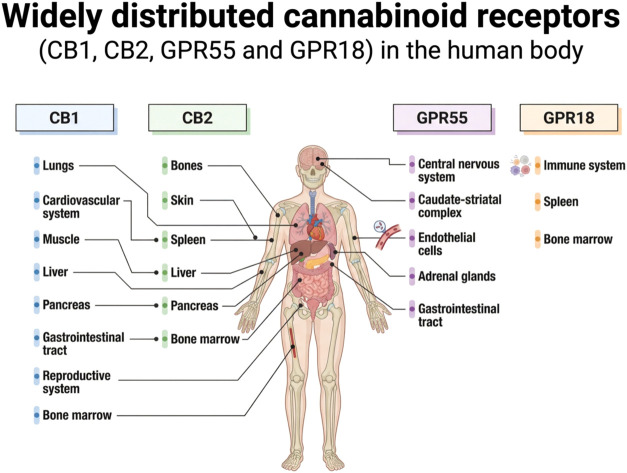 Widely distributed cannabinoid receptors (CB1, CB2, GPR55 and GPR18) in the human body. Created in BioRender. de Avila, E. (2026) https://BioRender.com/u8xbeyf. License: RC29JN1JK5.
