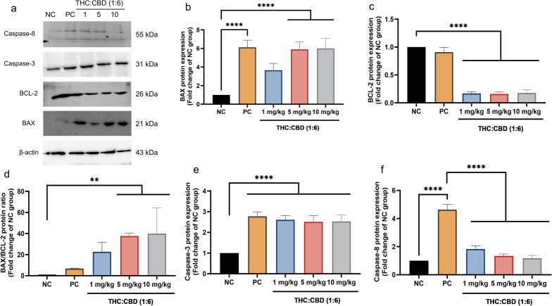 The representative WB results (a) and relative expression levels of protein BAX (b), BCL–2 (c), BAX/BCL–2 ratio (d), Caspase-3 (e), and Caspase-8 (f) among the NC group, PC group, and cannabinoids–treated groups at a dose of 1, 5, and 10 mg/kg BW. The values were presented as mean ± SD. **p < 0.05; ****p < 0.001 (Kruskal–Wallis test).