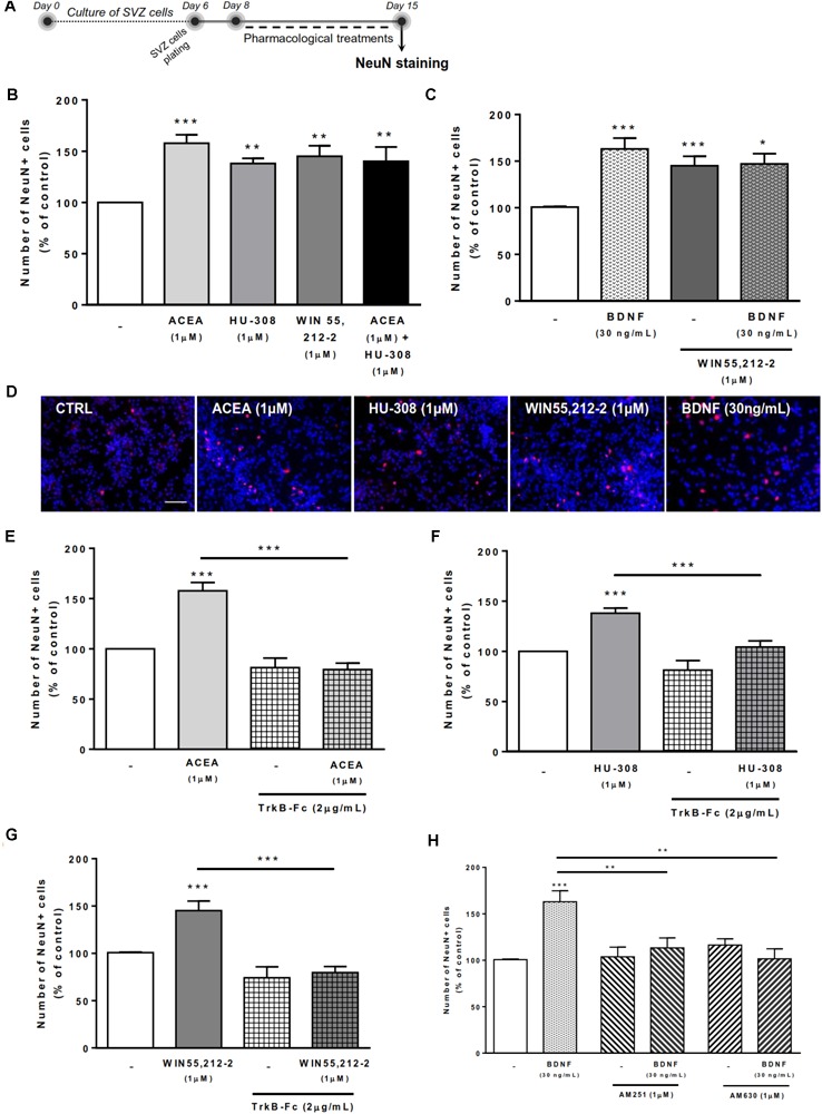 Cannabinoid receptor crosstalk with BDNF modulates SVZ neuronal differentiation. Cannabinoid receptor activation promoted SVZ neuronal differentiation, an effect dependent on the presence of endogenous BDNF. Similarly, BDNF effect upon SVZ neuronal differentiation was abolished by CB1R or CB2R antagonism. (A) Schematic representation of the experimental protocol. Day 0 represents the day of cultures; at Day 6 SVZ neurospheres were plated for 48h and at Day 8 cells were exposed to pharmacological treatments for further 7 days (Day 15). (B,C,E–H) Bar graphs depict the number of NeuN-positive cells. Values were normalized to the control mean for each experiment and are represented as mean ± SEM. Control was set to 100%. n = 5–24. ∗p < 0.05 and ∗∗∗p < 0.001 using Dunnett’s multiple comparison test. (D) Representative fluorescent digital images of cells immunopositive for NeuN (in red) and Hoechst 33342 staining (blue nuclei). Scale bar = 50 μm.