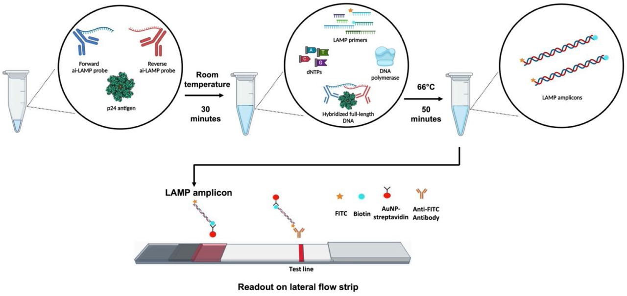 ai-LAMP assay workflow depicting the detection principle of the ai-LAMP assayFirst, two forward and reverse ai-LAMP probes (p24 monoclonal antibodies conjugated to partial DNA targets) were incubated with HIV-1 p24 antigens at room temperature for 30 minutes. Subsequently, a LAMP mastermix was added to the tube. The reaction mixture was then incubated at 66°C for 50 minutes to generate amplicons. For visual readout, the LAMP amplicons, labeled with FITC and biotin molecules, were introduced onto the test strip. Gold nanoparticles coated with streptavidin (AuNP-streptavidin) then bind to the biotin in the LAMP product, forming a complex that migrates through the test strip due to capillary action. The appearance of a test line on the strip indicates the successful detection of the LAMP product by AuNP-streptavidin, which has been captured by the FITC-antibody (Anti-FITC Ab) on the test line. The cartoon p24 structure was constructed based on PDB 4XFX [14].
