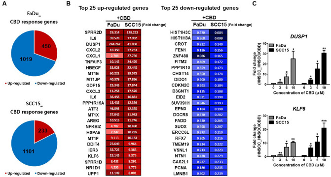 Cannabidiol (CBD) triggered widespread transcriptome changes in head and neck squamous cell carcinoma (HNSCC) cells. (A) FaDu and SCC15 cells were treated with 10 µM CBD and RNA-seq was performed to investigate differentially expressed genes (DEG) by CBD treatment on HNSCCs. The number of up- and down-regulated genes in response to CBD in FaDu and SCC15 cells is indicated, respectively. (B) The Top 50 up- and down-regulated genes in both FaDu and SCC15 were represented by color images and value of fold change (twofold difference with p < 0.05). Color depicted the levels of fold change. (C) The representative up-regulated genes encoding DUSP1 and KLF6 in CBD-treated FaDu and SCC15 cells were confirmed by quantitative real-time RT-PCR. Data indicated mean and SD; *p < 0.05; **p < 0.01; and ***p < 0.001 compared with the corresponding control.