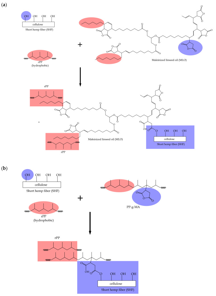 Schematic representation of compatibilization strategies of the rPP/short hemp fiber composites by the utilization of (a) maleinized linseed oil (MLO); (b) polypropylene graft maleic anhydride (PP-g-MA).
