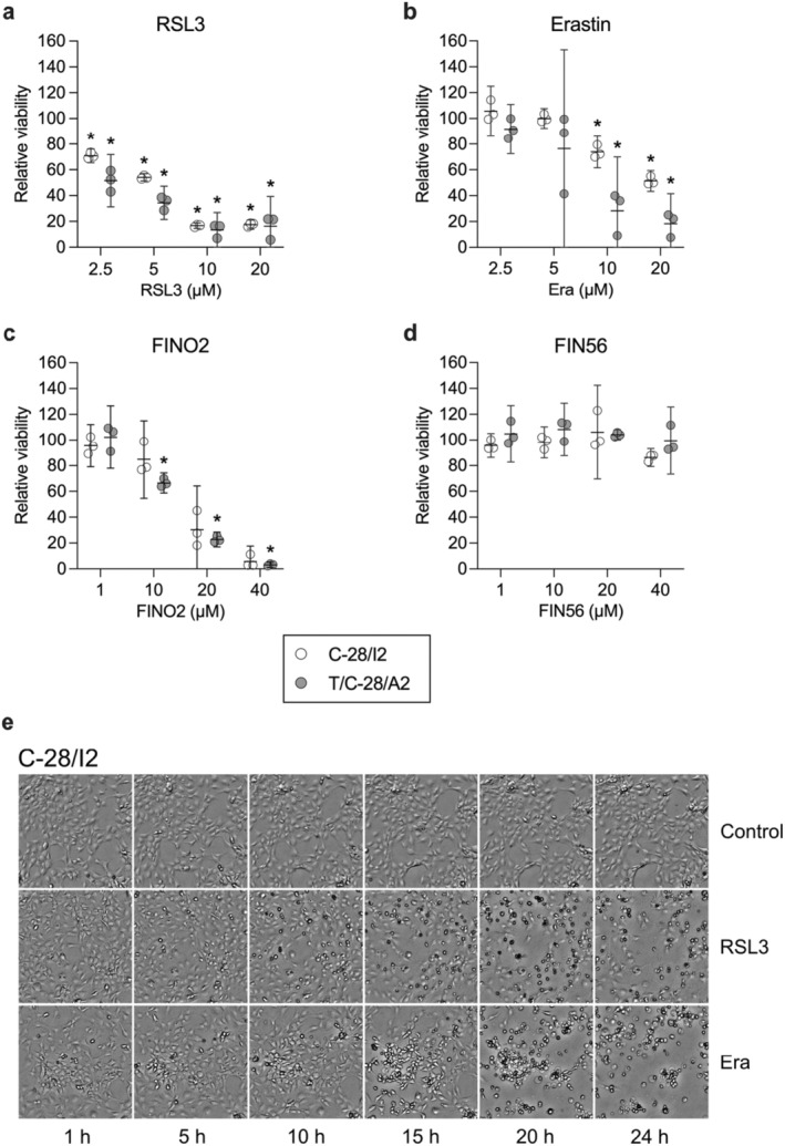 Viability is reduced in chondrocyte cell lines C‐28/I2 and T/C‐28/A2 after treatment with ferroptosis inducers. (a–d) Cell viability assessed by resazurin assays after 24 h of treatment with RSL3, erastin, FINO2 and FIN56 in % of untreated controls. Results of individual experiments (n = 3 for each substance) are shown as empty and grey symbols for C‐28/I2 and T/C‐28/A2 cells, respectively, with means (95% CI). RM one‐way ANOVA with Geisser–Greenhouse correction and Dunnett’s multiple comparisons post‐test. *p < 0.05 versus untreated controls. (e) Transmission microscopy images of C‐28/I2 cells taken every 5 h over 24 h in the absence (control) and presence of RSL3 (10 μM) or erastin (Era; 20 μM). 10× magnification.