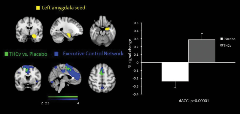 Coronal, sagittal, and axial slices showing the amygdala seed region and functional connectivity maps for the difference between placebo and tetrahydrocannabinol (THCv) groups, overlaid on the executive control network. The right graph displays the % blood-oxygenation-level-dependent signal change extracted from the region of significant treatment effect. Dorsal anterior cingulate cortex: 6 4 52 and p = 0.00001 for the placebo group and THCv group.
