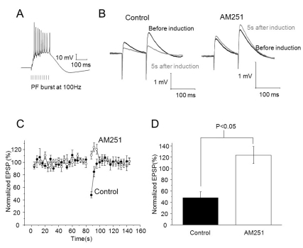 PF burst induced Endocannabinoid-mediated short-term depression in cerebellar Purkinje cell. (A) The induction protocol for transient depression and trace in induction. 10 parallel fiber stimuli were applied at 100 Hz in current clamp mode. (B) EPSPs before induction and 5 s after induction. (Top: control, bottom: 3 µM of AM251 applied, Black: before induction, Grey: 5 s after induction) (C) EPSPs were evoked by a single pulse of PF stimulus during an 80 seconds baseline and for 60 seconds after induction of transient depression. After that, 3 µM of AM251 was applied for 10 minutes, and then recording of baseline and induction of transient depression were established in the same cell. Amplitudes of EPSPs were normalized to baseline before and after application of AM251. (D) Summary bar graphs showing change of depression of EPSPs after application of AM251.
