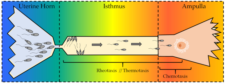 Female oviduct and sperm migration. The diagram shows the female tract of mammals and the three sperm guidance mechanisms, depending on the site in which they have been described to act. While rheotaxis and thermotaxis have been suggested to act mostly in long-range distances, chemotaxis is supposed to take place only in the proximity of the female egg (considering that the exact fertilization site is species-dependent). The colors represent the thermal and chemical gradient (from left to right).