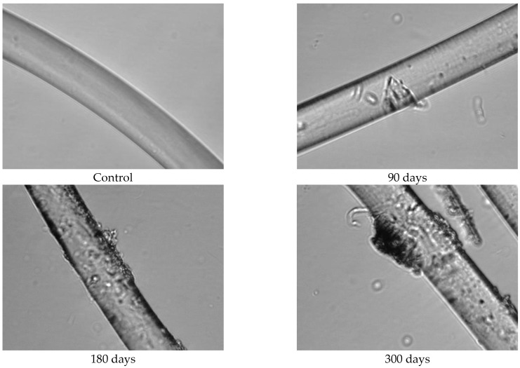 Images of PLA fibres taken from 200 g/m2 unexposed nonwoven mulches and those exposed for 90, 180, and 300 days (×1600 magnification).