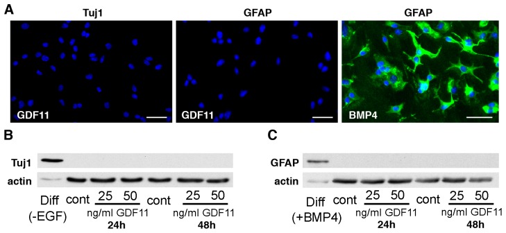 GDF11 does not induce neuronal nor astrocytic differentiation.(A) Cor-1 cells incubated with 50 ng/ml of GDF11 for 48 hr are negative for either the early neuronal marker Tuj1 (left) or the glial marker GFAP (centre). Incubation with 10 ng/ml of BMP4 for 48 hr induces astrocytic differentiation revealed by positive GFAP immunoreactivity. Hoechst dye (blue) was used to stain cell nuclei. Scale bars are 40 µm. Consistent with the immunocytochemistry results, Tuj1 (B) and GFAP (C) cannot be detected by Western blot in lysates of Cor-1 cells exposed to either 25 or 50 ng/ml GDF11 for 24 or 48 hr. As positive controls, Tuj1 is detected in Cor-1 cells plated on laminin and maintained for 48 hr in medium lacking EGF (B, first lane on the left) while GFAP is detected in Cor-1 cells undergoing astrocytic differentiation after incubation with BMP4 for 48 hr (C, first lane on the left).