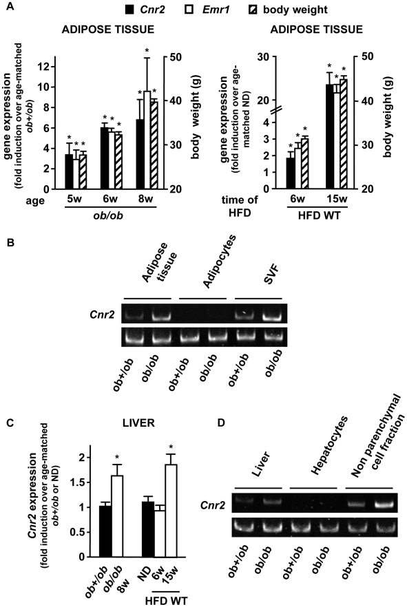 Selective distribution of Cnr2 in the adipose tissue and regulation during obesity.A, Time course of Cnr2 and Emr1 expression in the epididymal adipose tissue of obese ob/ob and HFD-fed WT mice and corresponding body weight. B, Cnr2 expression was quantified in the SVF and adipocyte fraction of ob/ob and ob+/ob mice. C, Time course of Cnr2 expression in the liver of obese ob/ob and HFD-fed WT mice. D, Cnr2 expression was quantified in the non parenchymal and parenchymal liver cell fractions of ob/ob and ob+/ob mice. *p<0.05 for ob/ob vs age-matched ob+/ob mice or for HFD-fed vs age-matched ND-fed mice.