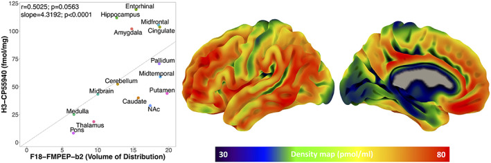Left: Between volume of distribution of F18‐FMPEP‐d2 PET scans and H3‐CP55940 binding of autoradiography from 15 regions of interest, the correlation was not significant (r = .5025, p = .0563). The regressions line is fixed through 0 (the slope estimates = 4.3192; p < .0001). Right: Density map for CB1 receptor expression.