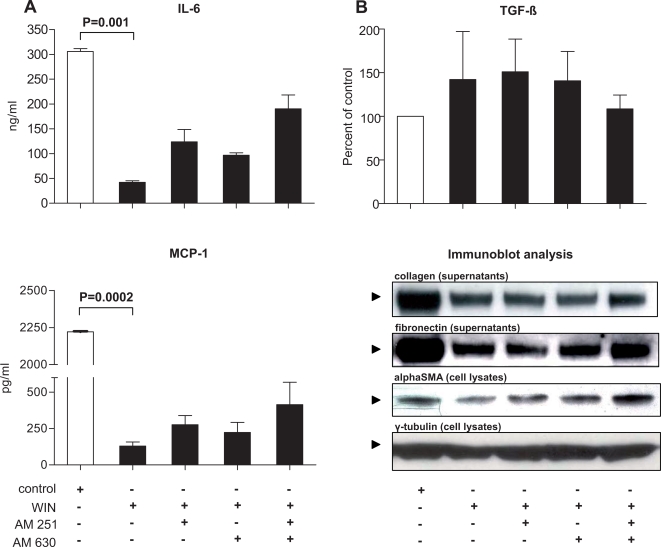 WIN de-activates pancreatic stellate cells.(A) IL-6 and MCP-1 secretion were significantly reduced by WIN (p = 0.001 and p = 0.0002, respectively), independent of TGFbeta (B; unchanged TGFbeta levels). The reduction in IL-6 and MCP-1 levels was partially reversed by a combination of the CB1-receptor and CB2-receptor antagonists AM251 and AM630 (A). While control PSC secreted significant amounts of fibronectin and collagen 1 (as seen by an intense signal at 220 and 190 kDa, respectively), treatment with WIN reduced the signal at the respective molecular weights (B; immunoblots of cell culture supernatants, pooled from three independent experiments). AlphaSMA levels were also suppressed by WIN (B; immunoblot of PSC cell lysates; gamma-tubulin: equal loading control). A combination of both antagonists AM251 and AM630 partially reversed the suppressive effects elicited by incubation with WIN (B, immunoblots of fibronectin, collagen 1 and alphaSMA). White bars: control; black bars: WIN55,212-2±AM251/AM630. Data are shown as mean±SEM.