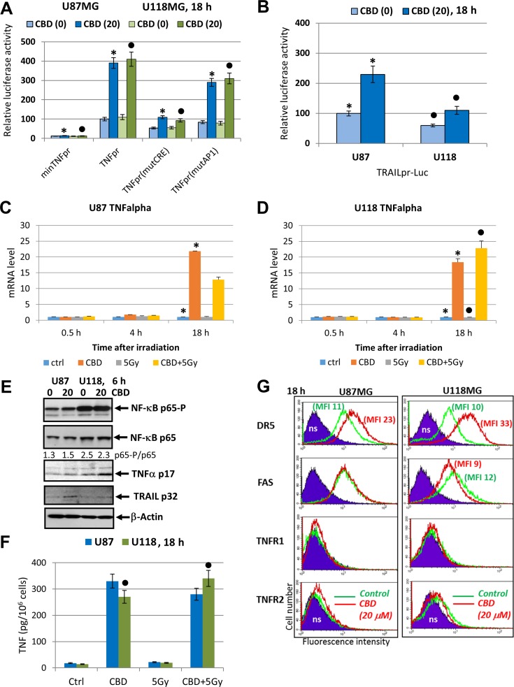 Effects of CBD on TNFα and TRAIL expression and secretion and surface expression of death receptors in glioblastoma cells(A) Effects of CBD (20 µM) on TNF-promoter-luciferase reporter activity in transiently transfected glioblastoma cells. “Minimal” -36TNFpr-Luc, -615TNFpr-Luc (wt) and two mutated constructs, -615TNFpr(mutCRE)-Luc and -615TNFpr(mutAP1)-Luc were used. The pooled results of three independent experiments are presented in panel A. Error bars represent means ± S.D. (p < 0.05, Student’s t-test). Stars and black circles indicate a significant difference in the TNF promoter activity after CBD treatment in U87MG and U118MG cells, respectively. (B) Effects of CBD (20 µM) for 6 h on TRAIL-promoter-luciferase activity in transiently transfected glioblastoma cells, 24 h after transfection. (C, D) Quantitative real-time PCR analysis of the kinetics of TNFα mRNA levels after treatments of U87MG and U118MG cells by CBD (20 µM) and γ-irradiation (5 Gy) alone or in combination. The graphs indicate the fold change of target gene mRNA levels against time-point control after normalized to reference gene (beta-Actin). The pooled results of four independent experiments are presented in panel B. Error bars represent means + S.D. (p < 0.05, Student’s t-test). Stars indicate a significant difference in mRNA levels between control and CBD-pretreated cells, black circles - between irradiated (5 Gy) and irradiated in the presence of CBD (20 µM) cells. (E) Western blot assay of active and total NF-κB p65, TNFα p17 and TRAIL p32 levels 6 h after treatment by CBD in glioma cells. (F) TNFα protein levels secreted into the media after indicated treatments of glioblastoma cells were detected by ELISA. (G) Effects of CBD treatment on surface expression of death receptors in U87MG and U118MG glioblastoma cells. Surface expression of the main death receptors DR5/TRAIL-R2, FAS, TNFR1 and TNFR2 in U87MG and U118MG cells was determined by immunostaining and the flow cytometry. Cells were treated overnight in presence of 0.1% DMSO (green lines) or 20 µM CBD (red lines); ns–non-specific staining.