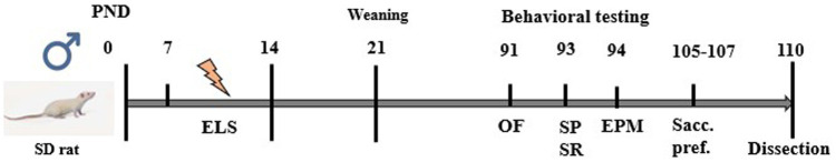 Experimental design. Male SD rats were subjected to ELS during PND 7–14. In adulthood, rats were subjected to a behavioral test battery, starting with Open field test (OF) at PND 91. At PND 93, Social preference (SP) and Social recognition (SR) tests were performed. Elevated plus maze test (EPM) was performed a day later, at PND 94. Last behavioral test was Saccharine preference test (Sacc. pref.), performed for 3 days between PND 105 and 107. At PND 110 rats were sacrificed and mPFC was dissected.