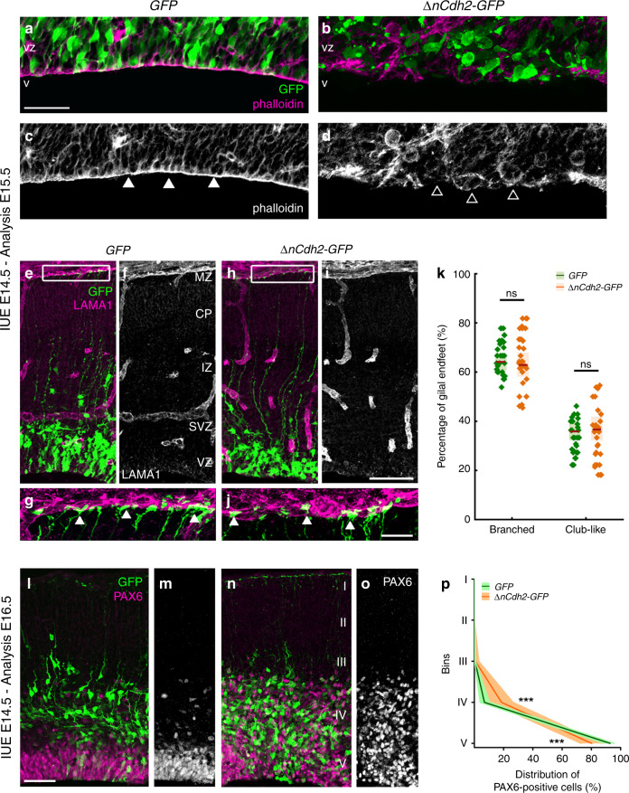 Adherens junction disruption induces ectopic accumulation of PAX6-positive cells.High-power fluorescent micrographs of the ventricular zone (VZ) show the adherens junction belt (white arrowheads) around the ventricle (V). ΔnCdh2-GFP- (b, d), but not control GFP- in utero electroporation (IUE) (a, c), demolishes adherens junctions (open arrowheads). e–j Laminin (LAMA1)-immunostaining of the developing cerebral cortex from GFP- and ΔnCdh2-GFP-electroporated embryos. High-power images (g, j) demonstrate that the attachment of the basal endfeet of RGPCs to the pial surface is not affected directly by the disruption of cadherin-based adherens junctions at the ventricular surface. k Selective damage of the apical adherens junction does not affect the two main morphological types of radial glia endfeet at the basal surface (two-sided Student’s unpaired t test, P = 0.951; n = 43 sections from n = 3 animals per GFP treatment, n = 37 sections from n = 3 animals per ΔnCdh2-GFP-treatment). Graphs show box-and-whisker plots (including minima, maxima and median values, lower and upper quartiles) with single values. l–o Breakdown of adherens junctions prompts delamination (g–h) and ectopic accumulation of PAX6-positive cells in the subventricular zone. p Distribution of PAX6-positive cells in five equal bins (Roman numerals) (two-sided Mann–Whitney U test for all comparisons; 4th bin ***P = 0.0004 and 5th bin ***P = 0.0003; n = 13 sections from n = 3 animals per GFP treatment; n = 11 sections from n = 3 animals per ΔnCdh2-GFP-treatment). Data are shown as median (line) and interquartile range (transparent band). Scale bars: a–d, l–o: 50 μm, e–j: 25 μm. Source data are provided as a Source Data file.