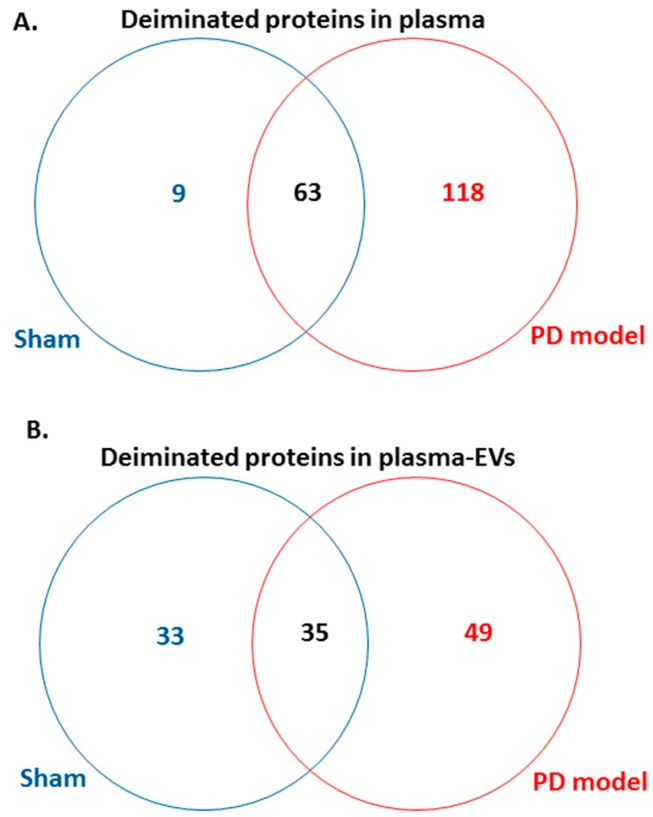 Venn diagram showing deiminated protein hits identified in plasma and plasma-EVs of pre-motor PD model and of sham rats. (A) A considerable higher number of deiminated protein hits was identified in plasma of the pre-motor PD model rats, compared with that in shams, with some overlapping protein hits. (B) A higher number of protein hits was identified to be deiminated in circulating plasma-EVs of the pre-motor PD rat models, compared with that in shams, with some hits overlapping.