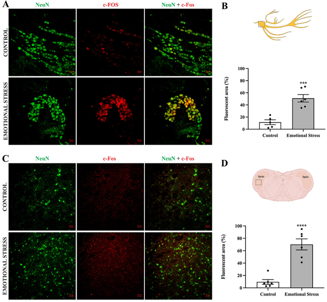 Emotional stress increases c-Fos expression in trigeminal ganglia (TG) and in spinal trigeminal nucleus caudalis (Sp5C). Confocal photomicrography of the TG (A) and Sp5C (C): NeuN (neuronal marker) shown in green, c-Fos shown in red, merge shown in yellow. Magnification: 200×; scale bar: 50 µm. B, Quantification of the fluorescent areas of the c-Fos expression in TG. D, Quantification of the fluorescent areas of the c-Fos expression in Sp5C. Data are reported as means±SE. ***P<0.001, ****P<0.0001; unpaired t-test.
