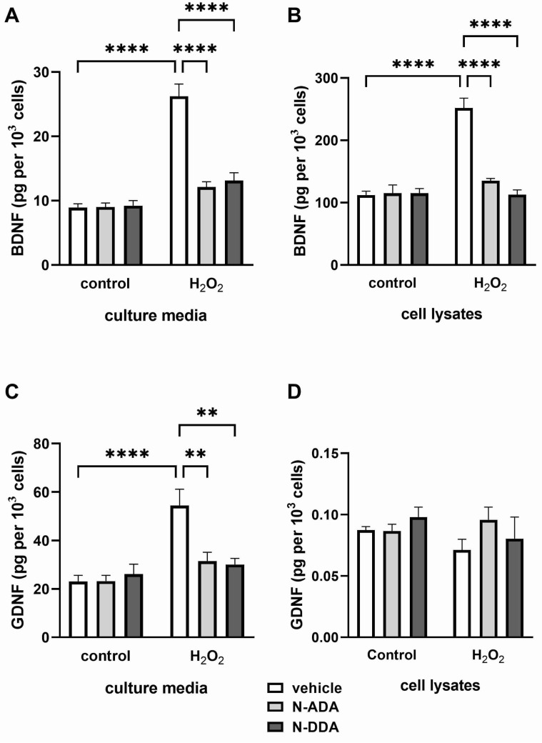 Effects of H2O2 and N-acyl dopamines on BDNF and GDNF protein levels in the culture medium and cell lysates from human iPSC-derived neuronal cultures 24 h after OS induction. Cell cultures were pretreated with N-acyl dopamines (5 µM) for 40 min and incubated for 24 h with 200 µM H2O2. BDNF and GDNF levels in the cell lysates (B,D) and culture media (A,C) were measured by ELISA. N-ADA and N-DDA prevent the H2O2-induced increase in BDNF (A) and GDNF levels (C) in the culture media but do not affect them without H2O2-treatment. (B): H2O2 elevates the BDNF intracellular level. N-ADA and N-DDA prevent H2O2-induced elevation in BDNF cell content. (D): N-ADA, N-DDA and H2O2 do not affect GDNF intracellular levels. The data are represented as mean ± SEM (n = 3–6). ** p < 0.01, **** p < 0.0001.