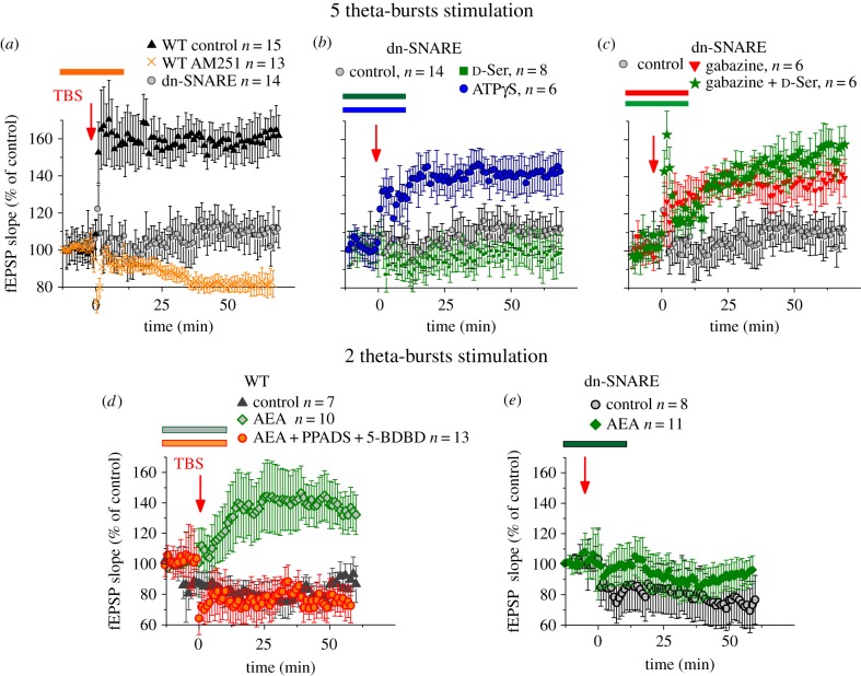 Interplay between gliotransmitters modulates synaptic plasticity in the neocortex. Long-term potentiation of field EPSPs in the layer II/III of somatosensory cortex was induced by five (a–c) or two (d,e) episodes of TBS delivered at zero time. Dots in the graphs represent the average of six consecutive EPSPs; data are shown as mean ± s.d. for number of experiments indicated. Data were normalized to the EPSP slope averaged over a 10 min period prior to the TBS. All drugs were applied 15 min prior induction of LTP and were washed out 10 min after TBS present during the course of experiment, as indicated in the graphs by corresponding colour bars. (a) In WT mice, five episodes of TBS induce robust LTP in the control but not after inhibition of CB1 receptors with AM251. Impairment of exocytosis of gliotransmitters dramatically reduced the magnitude of LTP in the dn-SNARE mice. (b) Application of exogenous d-serine (10 µM) did not rescue induction of LTP in the dn-SNARE mice, whereas application of selective agonist of P2X purinoreceptors ATPγS (10 µM) rescued the LTP. This result suggests that downregulation of inhibitory signalling by ATP released from astrocytes [25] can modulate the synaptic plasticity in neocortex. (c) Feasibility of this mechanism is supported by significant increase in the LTP magnitude in dn-SNARE mice caused by GABA receptor antagonist gabazine (150 nM) on LTP. Under action of gabazine, d-serine became capable of increasing the LTP magnitude. (d) The weaker 2-TBS stimulation did not induce the LTP in WT mice in control but application of AEA (500 nM) enabled the induction of LTP. This effect was prevented by inhibition of P2X receptors with selective antagonists PPADS and 5-BDBD. (e) Application of AEA did not facilitate LTP induction in the dn-SNARE mice, suggesting the importance of glial exocytosis for the action of AEA. Combined, these results suggest the importance of eCB-mediated astroglial signalling and regulation of neuronal excitability by purinoreceptors activated by astrocyte-driven ATP. (Online version in colour.)