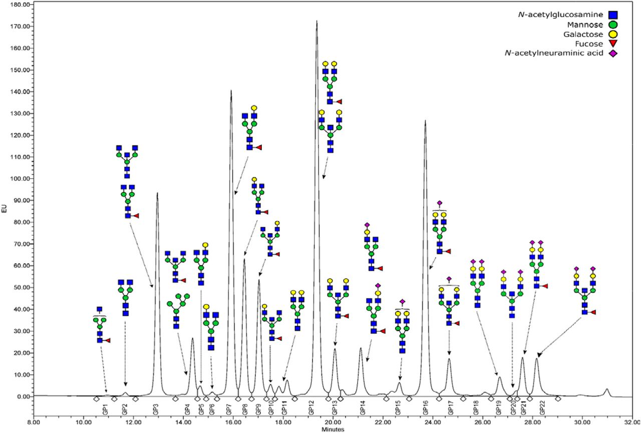Representative HILIC-UPLC-FLR chromatographic profile of the immunoglobulin G RapiFluor-MS labelled N-glycome, with a graphic representation of the glycan structures corresponding to each glycan peak (GP). In case of multiple structures per GP, the upper structure is the major one, and the lower one is minor in abundance.