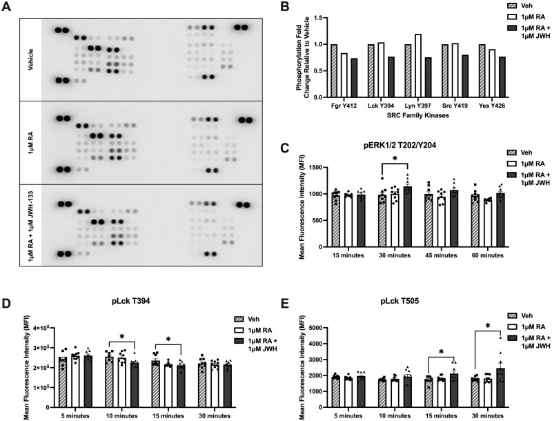 This five-pane figure addresses kinase activity. Panel A contains representative dot blot from a phosphokinase array showing differentially regulated kinases between vehicle, RA and RA + JWH133 treatment. Panel B innumerates these changes with densitometry showing a downward trend in phosphorylation from vehicle being higher than RA being higher than RA + JWH-133 for both Fgr at residue Y412 and Yes at residue Y426. Lck at Y394 and Src at Y419 are unchanged between vehicle and RA but both are reduced in response to RA + JWH-133 whereas Lyn at Y3997 is actually increased by RA relative to vehicle but decreased in RA + JWH-133 relative to either vehicle or RA alone. Panel C then uses phosphoflow to assess changes in pERK1/2 at T200/Y204 at 15, 30, 45 and 60 minute timepoints. Only the 30-minute time point showed a significant increase in phosphorylation in response to the combination of RA + JWH-133. Panel D then addressed pLck at position T394 over 5,10,15 and 30 minutes. RA + JWH-133 significantly decreased phosphorylation at both 10 and 15 minute time points relative to vehicle. Panel E shows pLck expression at 5, 10, 15 and 30 minutes with increases at 15 and 30 minutes relative to the vehicle.
