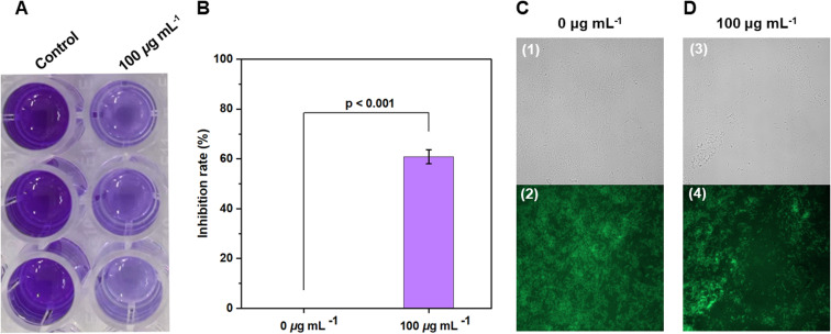 Xoo-biofilm inhibition. (A and B) Crystal violet staining showing Xoo-biofilm inhibition at 490 nm (OD490nm) after treatment with THC (0 and 100 µg mL−1). (C and D) Acridine orange staining bacterial biofilm at the concentration of 0 and 100 µg mL−1. Every treatment was performed for three times.