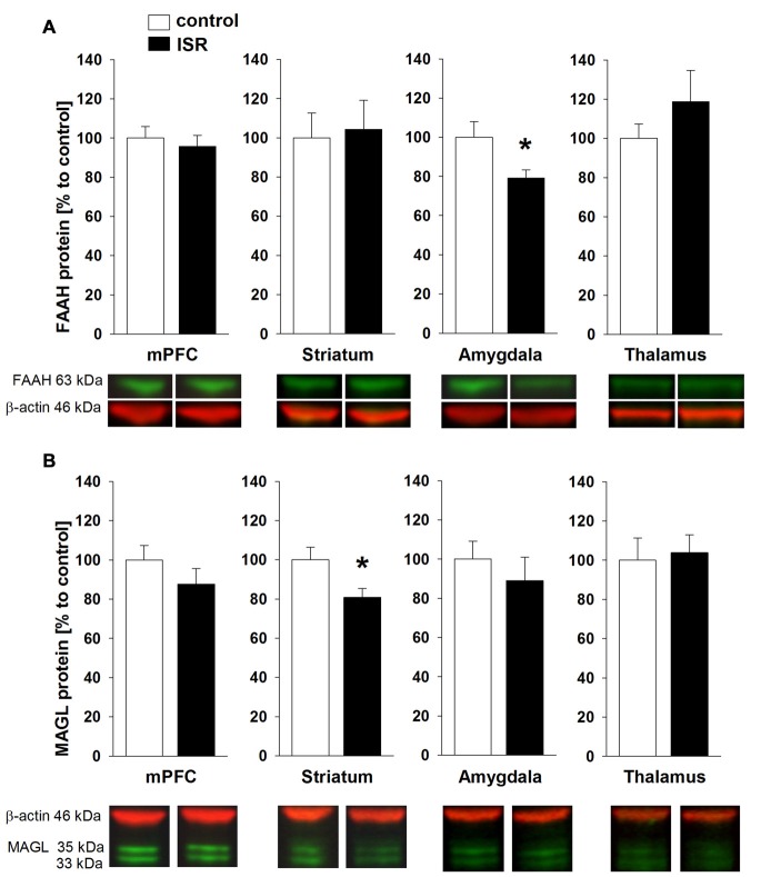 Fatty acid amide hydrolase (FAAH) and monoacylglycerol lipase (MAGL) protein levels in adult rats from the adequate (control) and the ISR condition. FAAH protein levels (A) were decreased specifically in the amygdala of ISR rats but were unchanged in the mPFC, striatum and thalamus. MAGL protein levels (B) were significantly reduced in the striatum of ISR rats compared to control rats but were unchanged in the mPFC, amygdala and thalamus. Data are indicated as means ± SEM (control/ISR: n = 10 each; *P ≤ 0.05).