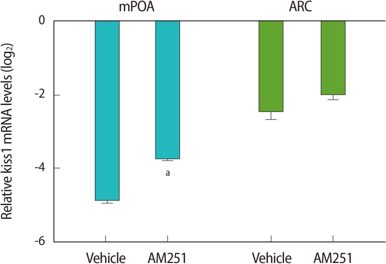 The effect of acute immobilization stress and intracerebroventricular administration of AM251 (1 µg/rat) 30 minutes before the onset of stress on kiss1 mRNA expression in the medial preoptic area (mPOA) and arcuate (ARC) nuclei. Relative mRNA expression is represented as a log 2 relative expression ratio (mean±SE). The copy number of the kiss1 transcript was normalized as the ratio to the copy number of the β-actin transcript for each sample. The data are expressed as relative to kiss1 mRNA levels in the control group (non-stressed group). The comparison between the groups was performed by using REST 2009 software; (n=6). aIndicates a significant difference versus the stress group in the mPOA nucleus (p<0.05).