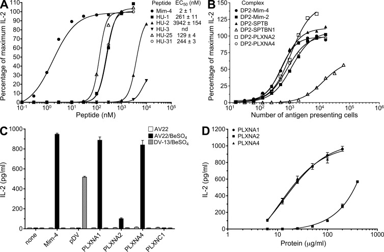 Characterization of candidate endogenous peptides that stimulate Be-specific T cell hybridomas. (A) Dose–response curves to stimulatory peptides identified from the biometric analysis of T cell hybridoma AV22 are shown. Equal numbers of AV22 cells and DP2.21 antigen-presenting cells were mixed with 75 µM BeSO4 and highly purified peptides. IL-2 secretion was measured by ELISA after 22 h of culture, and data are plotted as the percentage of maximum IL-2 secretion against concentration of peptide in the presence of BeSO4. EC50 values (mean ± SEM nM) for mimotope-4 and each human peptide from four independent experiments are shown. Note that error bars have been left out for viewing clarity. (B) AV22 response to antigen-presenting cells expressing HLA-DP2 with spectrin and plexin peptides covalently attached to the N terminus of the β-chain. Percentage of maximum IL-2 secretion versus the number of antigen-presenting cells added per well is shown. Results are representative of three independent experiments. (C) IL-2 response (mean ± SD pg/ml) of AV22 and dengue virus–specific hybridoma DV-13 to plexin proteins presented by an EBV-transformed B cell line derived from CBD patient 1332 is shown. Plexin proteins (A1, A2, A4, and C1, all at 100 µg/ml) were added in the presence and absence of 75 µM BeSO4. Control peptides, mimotope-4 and dengue viral peptide, were added at 100 nM and 20 µM, respectively. Representative results from three independent experiments are shown. (D) Dose–response curves of AV22 to plexin A1, A2, and A4 proteins presented by EBV-transformed B cells in the presence of 75 µM BeSO4 are shown. Representative results from three independent experiments (mean IL-2 ± SD pg/ml) performed in triplicate are shown.