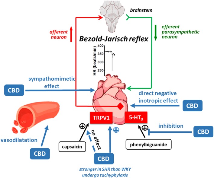 Possible mechanisms involved in the cardiovascular effects of cannabidiol (CBD) in normotensive Wistar-Kyoto (WKY) and spontaneously hypertensive (SHR) rats.