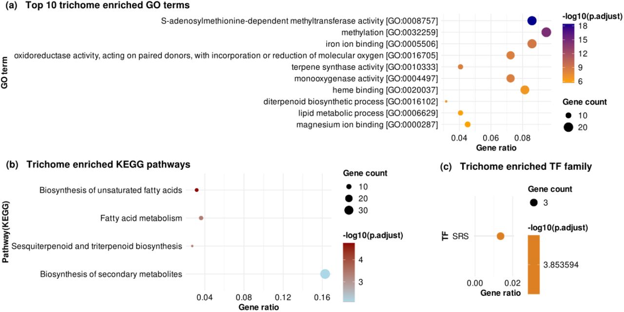 Functional enrichment of trichome-specific genes. (a) Gene ontology (GO) terms, (b) KEGG metabolic pathways and (c) transcription factor (TF) families.