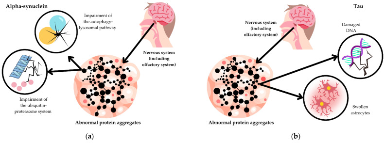Examples of pathomechanisms underlying atypical parkinsonisms: (a) Synucleinopathies; (b) tauopathies.