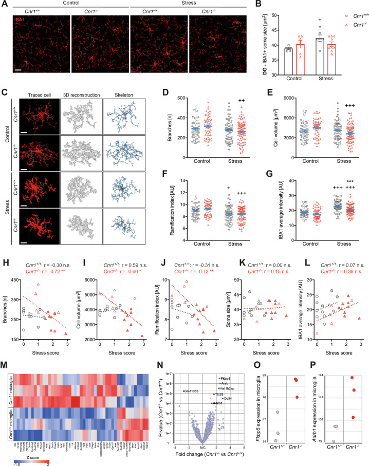 Microglia of Cnr1−/− mice show a de-ramified morphology after mild CSDS and altered expression of stress-related genes.A Immunofluorescent staining of microglia (IBA1, red) in the molecular layer of the DG (region indicated by white boxes in Fig. 4A). Maximum projections of 5 µm z-stacks acquired with 63x magnification are shown (scale bar = 20 µm). Note that images are derived from IBA1/ICAM-1-co-stainings. Merged channels can be seen in Supplementary Fig. 4. B Microglia soma size, quantified manually (stress: F(1,23) = 3.51, p = 0.074; stress x genotype interaction: F(1,23) = 3.51, p = 0.074). C Microglia morphology was analysed from 40–50 µm z-stacks, using an ImageJ-based analysis tool. Representative images of individually traced microglia cells, 3D reconstructions and skeletons of the reconstructed cells are shown (scale bar = 10 µm). D–G Quantification of morphology of individual microglial cells from 60–87 cells per group: D Number of branches per cell, determined from skeletons (stress: F(1,269) = 8.465, p = 0.0039); E cell volume determined from 3D reconstructed cells (stress: F(1,265) = 5.712, p = 0.0175; stress x genotype interaction: F(1,265) = 7.282, p = 0.0074); F ramification index, a unit-free parameter describing the complexity of the cellular shape, determined from 3D reconstructed cells (stress: F(1,269) = 24.0, p < 0.0001); G average intensity (mean grey) of IBA1 immunoreactivity on traced cells (stress: F(1,269) = 76.4, p < 0.0001; genotype: F(1,269) = 22.24, p < 0.0001). Data were analysed by two-way ANOVA followed by Bonferroni post-hoc test for multiple comparison. Post-hoc significances shown in graph: *p < 0.05 vs. Cnr1+/+ of the same condition; +p < 0.05 vs. control of the same genotype. H–L Spearman correlation was performed for mean morphological values of each animal and the respective behavioural stress score: H number of branches per cell (Cnr1+/+: r = −0.29, p = 0.38; Cnr1−/−: r = −0.72, p = 0.003; both genotypes: r = −0.40, p = 0.044); I cell volume (Cnr1+/+: r = 0.59, p = 0.061; Cnr1−/−: r = −0.60, p = 0.019; both genotypes: r = −0.28, p = 0.168); J ramification index (Cnr1+/+: r = −0.31, p = 0.357; Cnr1−/−: r = −0.72, p = 0.004; both genotypes: r = −0.48, p = 0.012); K microglia soma size (Cnr1+/+: r = −0.02, p = 0.959; Cnr1−/−: r = 0.09, p = 0.739; both genotypes: r = 0.09, p = 0.667); and L IBA1 mean intensity (Cnr1+/+: r = 0.07, p = 0.839; Cnr1−/−: r = 0.38, p = 0.166; both genotypes: r = 0.18, p = 0.371). M–P Transcriptome analysis was performed using 3′ mRNA sequencing of microglia (enriched CD11b + cells) isolated from stress-naïve Cnr1+/+ and Cnr1−/− mice. Differentially expressed (DE) genes between Cnr1−/− vs. Cnr1+/+ microglia were determined using one-factorial ANOVA and FDR step-up for multiple testing correction. M Heatmap visualisation of the top DE genes with p < 0.01 and a fold change (FC) of >1.5; N Volcano plot of DE genes, with significantly regulated genes (FDR adjusted p < 0.1, FC > 1.5) highlighted in dark blue; O, P Example plots of normalised counts for significant DE genes in Cnr1−/− vs. Cnr1+/+ microglia O Fkbp5 and P Adrb1.