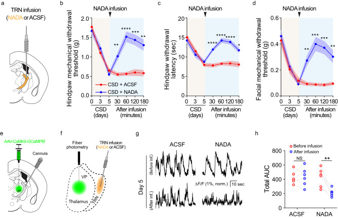 NADA in the TRN is critical for CSD-induced hyperalgesia.a–d Administration of NADA into the TRN alleviated CSD-induced hyperalgesia. The TRN was cannulated for NADA or ACSF administration. b The hindpaw mechanical withdrawal threshold (CSD + ACSF vs CSD + NADA at 30 min p = 0.0049, 60 min p < 0.0001, 120 min p = 0.0005, 180 min p = 0.0031), c hindpaw thermal withdrawal latency (CSD + ACSF vs CSD + NADA at 30, 60, 120 min p < 0.0001, 180 min p = 0.0104), and d facial mechanical withdrawal threshold (CSD + ACSF vs CSD + NADA at 30 min p = 0.0050, 60 min p = 0.0007, 120 min p = 0.0009, 180 min p = 0.0096) were determined at the indicated time points (n = 8 mice). Two-way ANOVA followed by Bonferroni’s multiple comparisons test indicated that the differences between the two groups were statistically significant. Data are presented as mean ± SEM, *p < 0.05, ** p < 0.01, ***p < 0.001, ****p < 0.0001. e–h Administration of NADA into the TRN dampened CSD-induced VP hyperactivity. The TRN was cannulated for NADA (n = 6 mice) or ACSF (n = 6 mice) administration, and AAV-CaMKII-GCaMP6f was injected into the VP. Four weeks were allowed for virus expression. Fiber photometry was performed on animals that received ACSF and NADA. e–f Diagram of TRN cannulation and fiber photometry of the VP. g Sample traces of VP calcium signals on day 5 of CSD before and after NADA administration. h Area under the curve of calcium traces in the VP (n = 6 mice, before vs after NADA infusion p = 0.005). **p < 0.01, two-sided paired t test. Source data are provided as a Source Data file. NADA: N arachidonoyl dopamine; ACSF artificial cerebral spinal fluid.