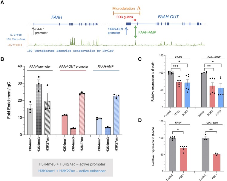 Highly conserved ‘FAAH-AMP’ element regulates both FAAH-OUT and FAAH expression. (A) Map showing relative positions of the ∼8 kb microdeletion identified in patient PFS (in orange), FAAH and FAAH-OUT promoters, ‘FAAH-AMP’ conserved element (double green arrow) and FOC CRISPR guides (red arrow) that map to the FAAH-AMP sequence. Exons are denoted by blue boxes and the direction of transcription shown by arrows. The PhyloP base-wise conservation track for 100 vertebrates from the UCSC genome browser shows regions of high sequence conservation as peaks (in green), with the majority of these mapping to gene exons in FAAH and FAAH-OUT. (B) Histone modification markers at FAAH-AMP, FAAH and FAAH-OUT promoters. ChIP-qPCR analysis at FAAH promoter demonstrated an enrichment of H3K4me3 and H3K27ac post-translational modifications that typically correlate with active promoters. Both FAAH-OUT promoter region and FAAH-AMP element sequence were enriched in H3K4me1 and H3K27ac post-translational modifications that typically correlate with active enhancers. (C) CRISPR/Cas9-induced deletion of FAAH-AMP leads to reduction in both FAAH-OUT and FAAH expression. RT-qPCR analysis of both FAAH and FAAH-OUT mRNA levels showed significant reduction in both transcripts’ expression levels when HEK293 cells were transiently transfected with CRISPR/Cas9 constructs carrying either of guide RNA pairs: FOC2 (in red) or FOC3 (in blue) designed to delete the FAAH-AMP conserved element. (D) dSaCas9-KRAB-mediated repression of FAAH-AMP leads to reduction in both FAAH-OUT and FAAH expression. RT-qPCR analysis of both FAAH and FAAH-OUT mRNA levels showed significant reduction after dSaCas9-KRAB-mediated repression of the FAAH-AMP conserved element using FOC1 guide RNA in HEK293 cells. The normalized expression value of control (relevant empty vector) was set to 100 and all other gene expression data were compared to that sample. Data-points are denoted by dots, bars show the ± SEM, and data analysed by a Student’s t-test, *P ≤ 0.05, **P ≤ 0.01, ***P ≤ 0.001.