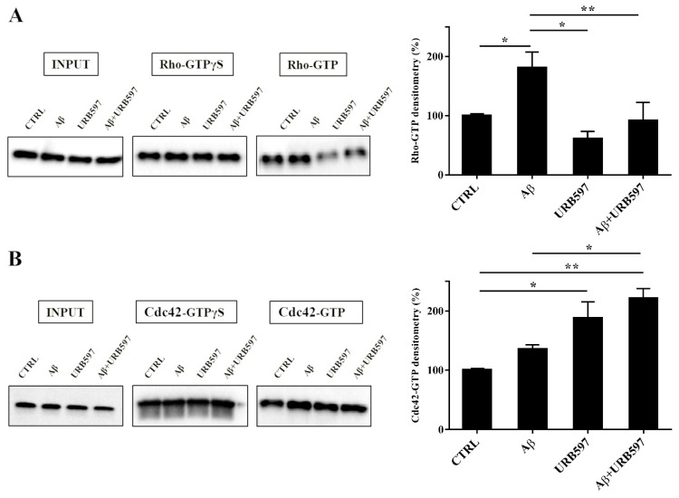 Pull-down assay of Rho and Cdc42 proteins (A,B). BV-2 cells were pre-treated with 5 μM URB597 for 4 h and incubated with 30 μM Aβ25–35 for 24 h. The pull-down assay with GTPγS was used as positive control. The results are reported as a percentage versus control (CTRL). Densitometric analyses were performed with ImageLab software (Biorad) and normalized to INPUT. * p < 0.05, ** p < 0.01.