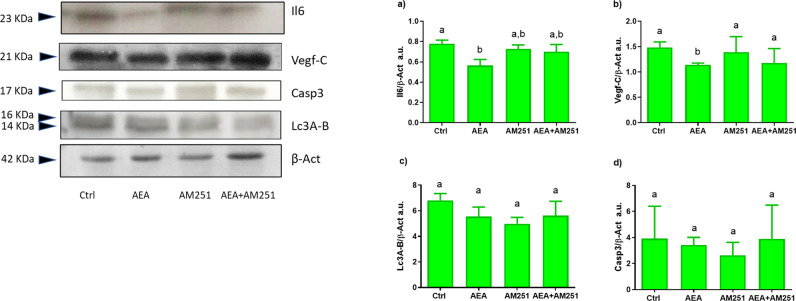 AEA effects on molecular targets involved in angiogenesis and inflammation.Insets show a representative Il6, Vegf-C, Casp3, Lc3A/B, and β-Act Western Blot in the different experimental groups. Densitometric analysis of three independent experiments, a.u. (arbitrary units) a Il6, b Vegf-C, c Lc3A/B, d Casp3. Different letters above each column indicate statistical differences among groups (one-way ANOVA, P < 0.05).