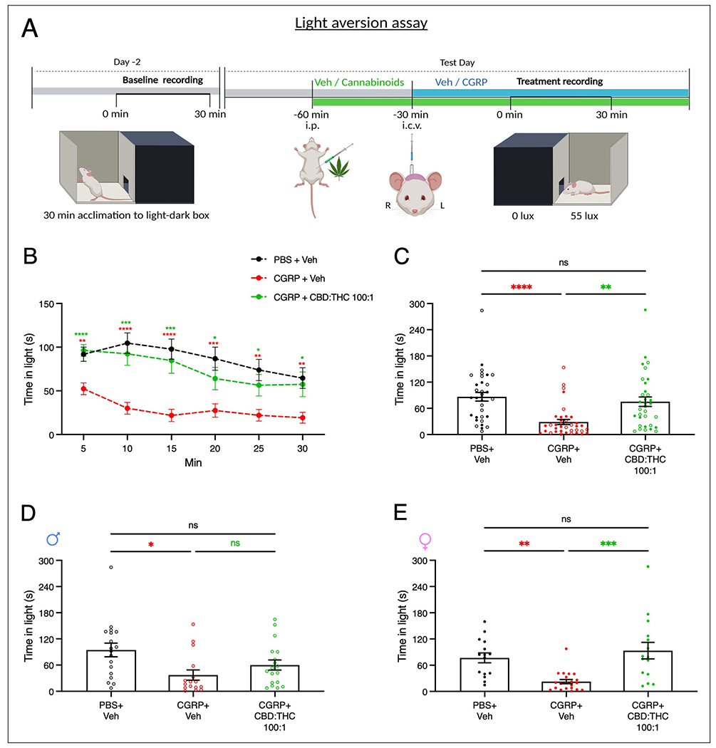 Injection of 100:1 CBD:THC rescues central CGRP-induced light aversion. (A) Experimental design of the light aversion assay testing the effect of 100:1 CBD:THC (100 mg/kg CBD: 1 mg/kg THC). (B) Longitudinal representation of time in the light over the course of 30 minutes. The positive control CGRP was statistically different than PBS+Veh and CGRP + 100:1 CBD:THC at all the time points. Two-way RM ANOVA, Tukey’s multiple comparisons test. (C) Average time spent in the light of individual mice. CGRP + Veh group was significantly different from the PBS+Veh (****p < 0.0001) and the CGRP + 100:1 CBD:THC group (**p = 0.001). The PBS + Veh and CGRP + 100:1 CBD:THC group were not statistically different from each other (ns, p = 0.6513). One-way ANOVA (****p < 0.0001), Tukey’s multiple comparisons test. (D) Average time spent in the light of male mice. CGRP + Veh group was significantly different from the PBS + Veh (*p = 0.0103) but not from the CGRP + 100:1 CBD:THC group (ns, p = 0.4156). The PBS + Veh and CGRP + 100:1 CBD:THC group were not statistically different from each other (ns, p = 0.1532). One-way ANOVA (*p = 0.0131), Tukey’s multiple comparisons test. (E) Average time spent in the light of female mice. CGRP + vehicle group was significantly different from the PBS + Veh (**p = 0.0047) and the CGRP + 100:1 CBD:THC group (***p = 0.0002). The PBS + Veh and CGRP + 100:1 CBD: THC group were not statistically different from each other (ns, p = 0.6204). One-way ANOVA (***p = 0.0001), Tukey’s multiple comparisons test. For all data sets, the mean ± SEM was used. Number of mice: PBS + veh: n = 34 (1 excl.); CGRP + veh: n = 38 (1 exc.); CGRP + 100:1: n = 33, male mice (open circles) PBS + veh: n = 18; CGRP + veh: n = 16; CGRP + 100:1: n = 18, and female mice (closed circles) PBS + veh: n = 16 (1 excl.); CGRP + veh: n = 22 (1 excl.); CGRP + 100:1: n = 15. Statistical analyses are further described in the supplementary material (Tables S1 and S2). CBD = cannabidiol; CGRP = calcitonin gene-related peptide; THC = tetrahydrocannabinol; PBS = phosphate-buffered saline; RM ANOVA = repeated measures analysis of variance; Veh = vehicle.