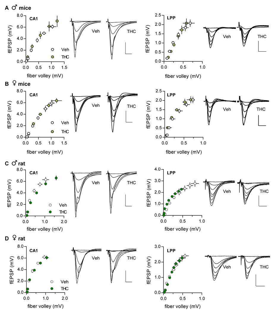 Input/output (I/O) curves for the S—C and LPP systems were not influenced by adolescent THC treatment. I/O curves were comparable between vehicle (Veh) and aTHC-treated animals for both the S—C CA1 and lateral perforant path (LPP) systems in (A) male mice (CA1: p = 0.38, F(1,62) = 0.80; LPP: p = 0.05, F(1,74) = 3.9, N = 5–6), (B) female mice (CA1: p = 0.39, F(1,73) = 0.75; LPP: p = 0.56, F(1,56) = 0.35, N = 5–7), (C) male rats (CA1: p = 0.15, F(1,8) = 2.56; LPP: p = 0.10, F(1,14) = 3.02, N = 7–8), and (D) female rats (CA1: p = 0.51, F(1,8) = 0.47; LPP: p = 0.18, F(1,14) = 1.20, N = 9–13). Linear regression was used to evaluate significance; mean ± SEM values shown. Scale bars for CA1 traces were 2 mV, 5 ms and for LPP traces were 1 mV, 5 ms. N values denote slices per group.