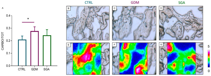 FTIRI analysis of the carbohydrate content in CV sections of CTRL, GDM, and SGA experimental groups. (A) Statistical analysis of the CARBO/TOT band area ratio, corresponding at the amount of total carbohydrates (TOT was the sum of the areas of all the bands in the 1350–1000 cm−1 range). Values are reported as mean ± SD of five independent samples (n = 5). Asterisks indicate significant differences between CTRL (control group, blue), GDM (gestational diabetes mellitus, purple), SGA (small-for-gestational-age, green) groups (* p < 0.05). (B–D) Microphotographs of representative sections of CTRL, GDM, and SGA groups, and (E–G) corresponding false-color images showing the topographical distribution of carbohydrates within the mapped areas; absorbances ranged from white/pink (representing the highest values) and blue/black (representing the lowest ones).