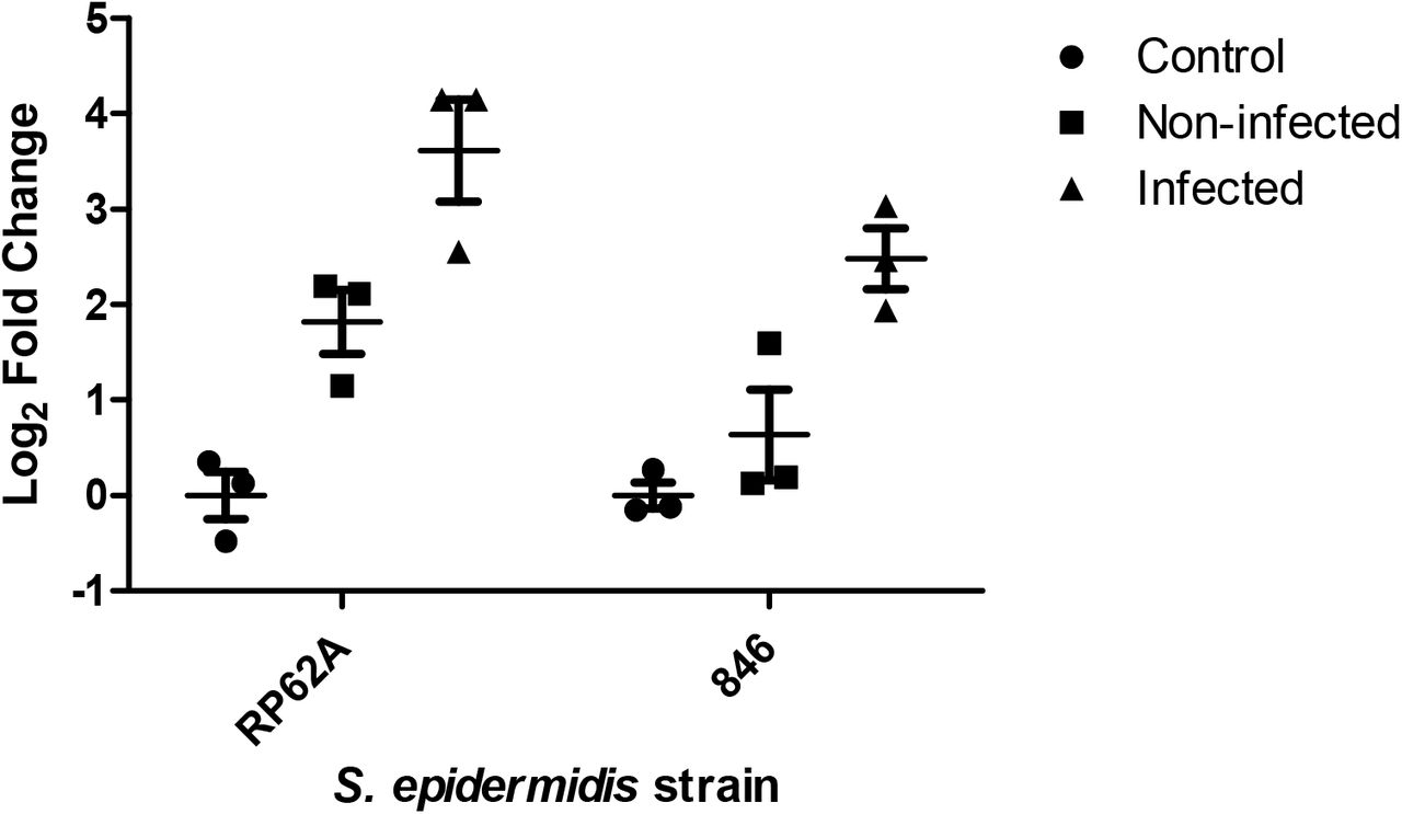 Change in expression of cntE in response to processed synovial fluid from either infected or non-infected patients in S. epidermidis strains RP62A and 846.
