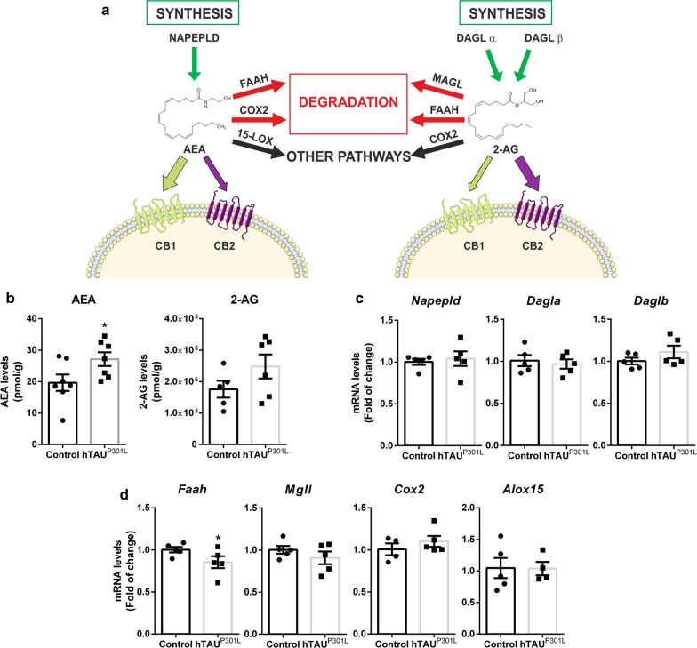 hTAUP301L overexpression increased AEA levels in the hippocampus. a Scheme of the ECS: main receptors, ligands, and enzymes involved in the endocannabinoid signalling pathway. b Analysis of AEA and 2-AG levels (pmol/g) measured by LC–MS on the ipsilateral and contralateral hippocampi from wild type mice injected with the AAV-hTAUP301L, n = 8 samples ± SEM. c qRT-PCR determination of mRNA levels of Napepld, Dagla, and Dglb, involved in the synthesis of AEA and 2-AG, and d Faah and Mgll, involved in the degradation of AEA and 2-AG. Cox2 and Alox15, involved in other pathways. All measures were normalized by Tbp mRNA levels. n = 5 samples ± SEM. Asterisks denote significant differences *p < 0.05, according to Student's t-test